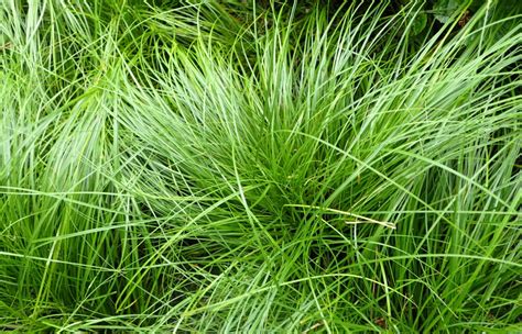 Carex Pensylvanica Pennsylvania Sedge Arcadia Natives