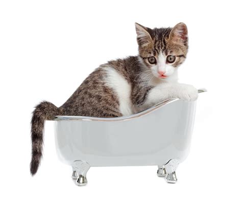 Premium Photo Cat In The Bathtub