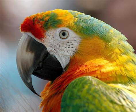 Macaw Parrot Bird Hybrid Red Green Yellow Orange Animal Nature