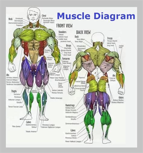 Human Anatomy Muscle Chart Free Printable Worksheet