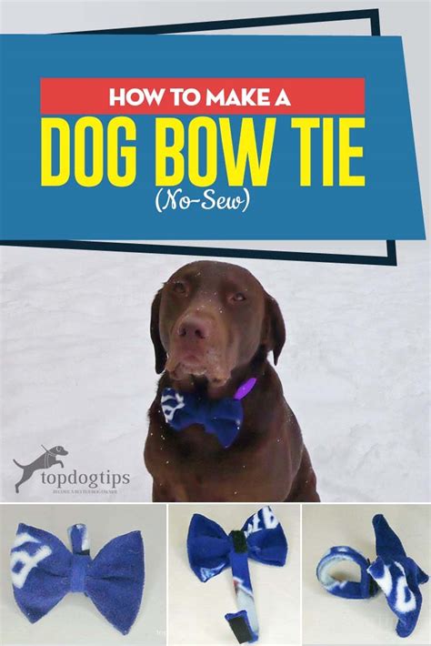 With a place for every taste, it's easy to find food you crave, and order online or through the grubhub app. How to Make a Dog Bow Tie (No-Sew DIY Guide)