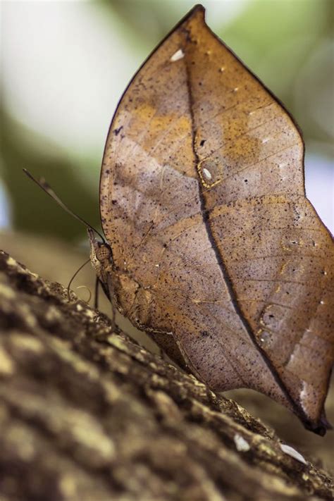 9 Animals That Look Like Leaves