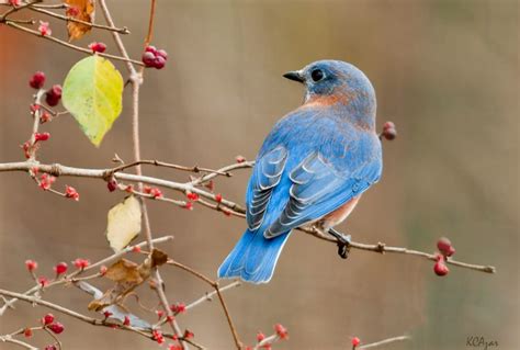 10 Cool Facts Of Eastern Bluebird