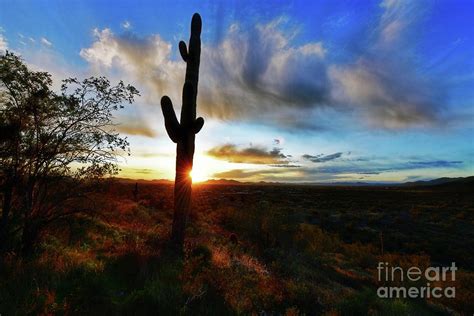 Sun Shines Around Saguaro Cactus At Sunset Photograph By David Arment