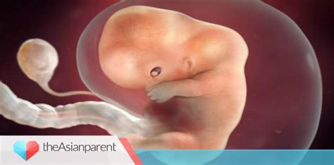 1.1 beli obat aborsi cytotec asli. Perkembangan Janin 9 Minggu - Organ Bayi Semakin ...