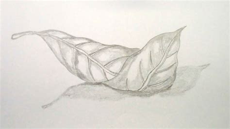 Sketch Mango Leaf Drawing