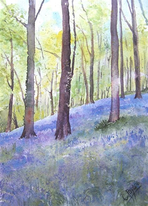 Original Watercolour Ermington Bluebell Wood By Cpascoewatercolours