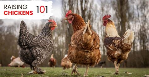 Raising Chickens 101 Beginners Guide To Backyard Chickens Run Chicken