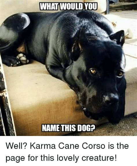 Afbeeldingsresultaat Voor Cane Corso Meme Beautiful Dogs Dogs Pets