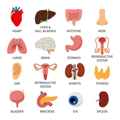 conjunto de órganos internos del cuerpo humano vector premium