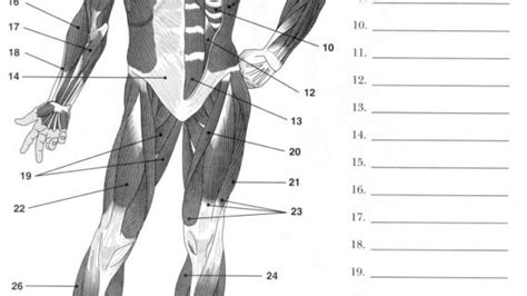 Fully Labelled Diagram Of The Muscular System Label Muscles Free