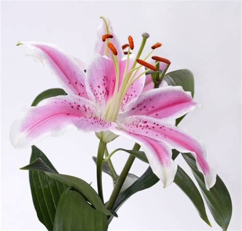Closeup Of Beautiful Lily Flower Free Stock Photos In  Format For