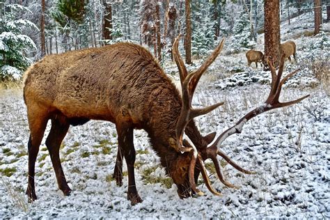 Free Images Male Wildlife Stag Natural Mammal Fauna Canada