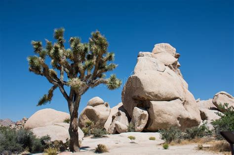 Tall Joshua Trees And Large Rock Boulders In Joshua Tree National Park
