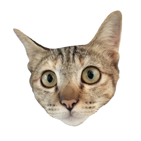 Download Cat Girl Face Transparent Png Stickpng