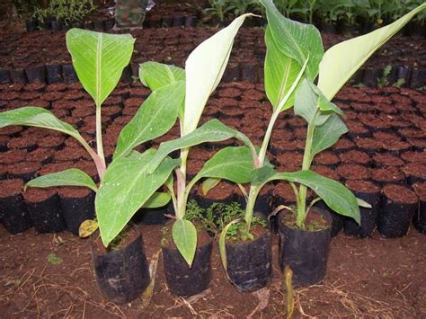 วิธีการปลูกกล้วยน้ำว้า ให้มีกล้วยขายตลอดปี - รักเกษตร | Rakkaset.com