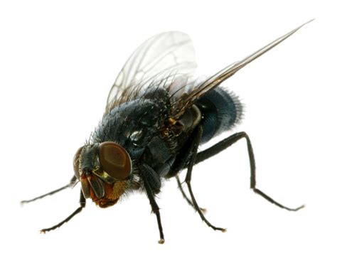 Common House Fly Extermination And Pest Control Pest Free Living
