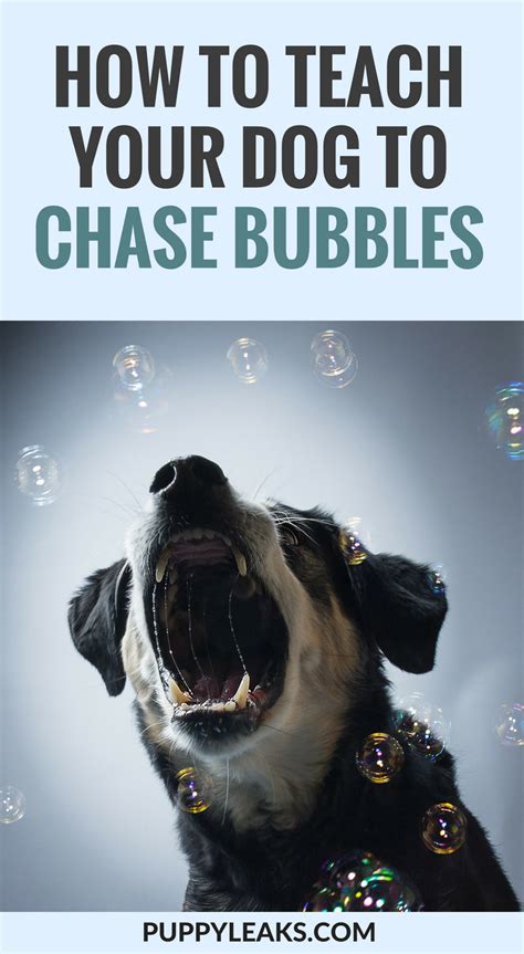Why Do Dogs Love Bubbles