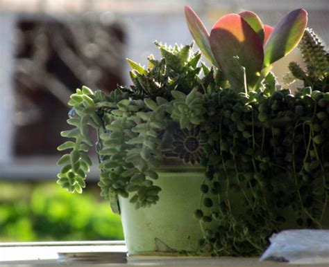 5 Best Indoor Succulents Types Of Succulents Naturebring