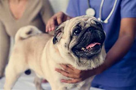 Pug Problems 13 Health Problems They Can Suffer From