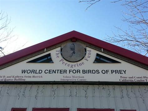Bad Feather Day Picture Of World Center For Birds Of Prey Boise