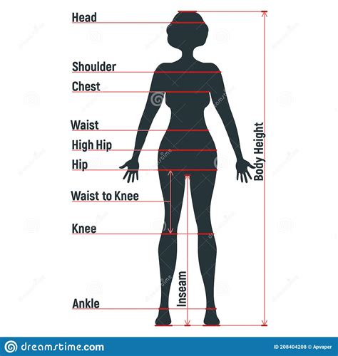 Female Body Diagram Front And Back Medical Human Body Outline Drawing