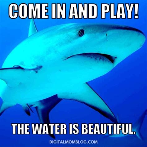 Funny Shark Memes To Sink Your Teeth In For Shark Week 2023