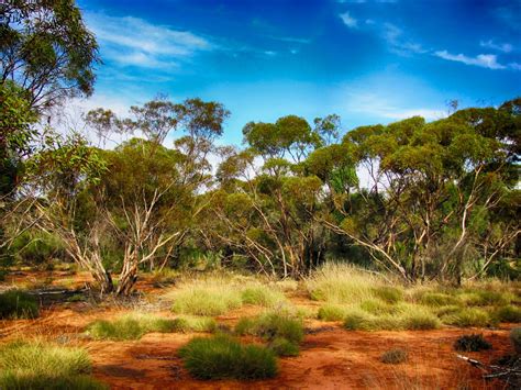 Australia Trees Generic Landscape Pc 12019 Pixabay Center For