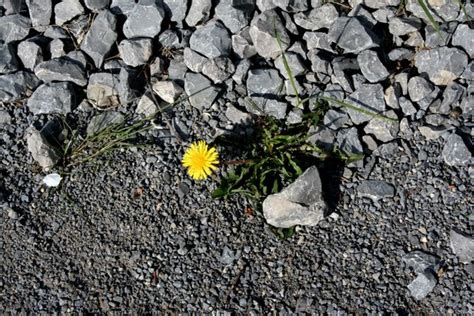 Dandelion Free Stock Photos Rgbstock Free Stock Images Hapekla