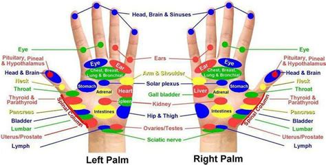 5 Major Hand Acupressure Points You Can Easily Find New Health Advisor