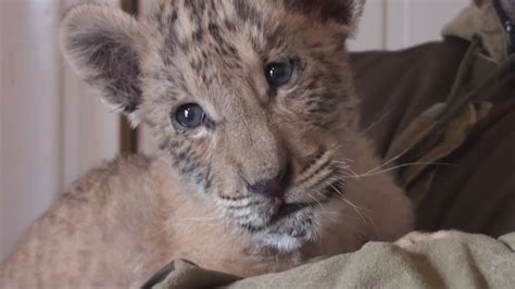 Unbelievably Cute Rare Liger Cub Born In Russia Youtube