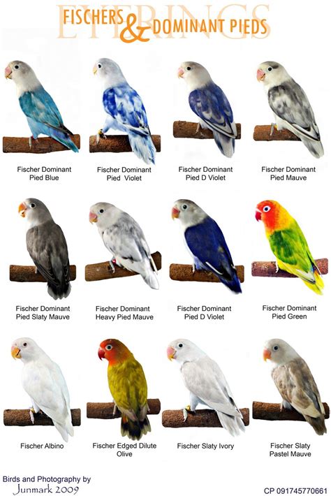 World Famous Types Of Colorful Love Birds Mutation Of The Day Love