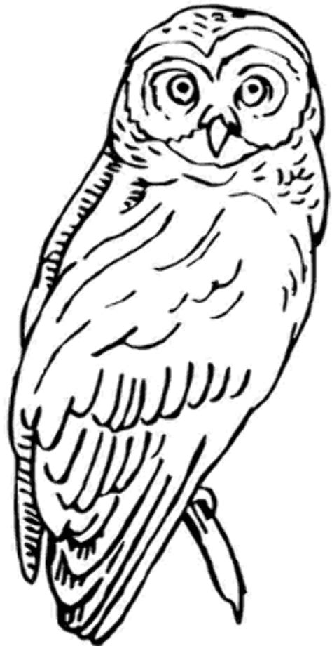 Download High Quality Owl Clipart Black And White Realistic Transparent