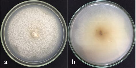 Fusarium Falciforme A Pathogen Causing Wilt Disease Of Chrysanthemum
