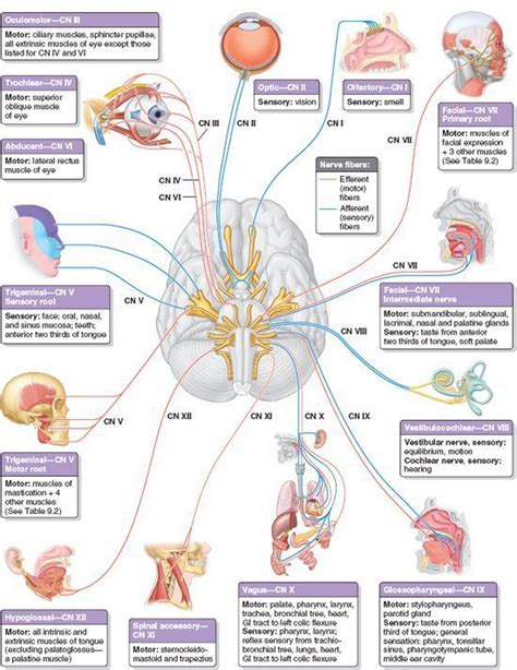 Images Cranial Nerves Brain Anatomy And Function Cranial Nerves Anatomy