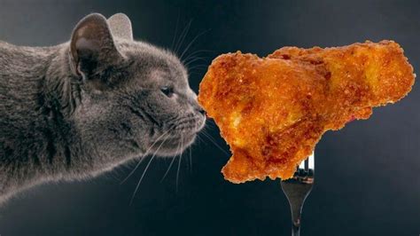 Can Cats Eat Spicy Chicken Wings