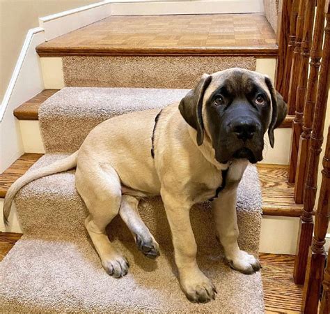 15 Reasons Why You Should Never Own English Mastiff Dogs Pettime