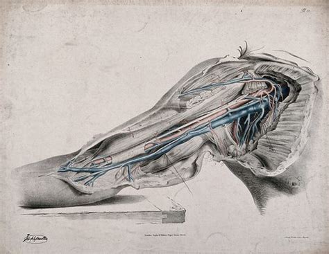 The Circulatory System Dissection Of The Upper Arm Shoulder Free