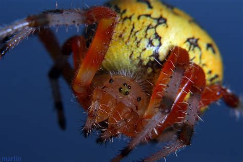 Marbled Orb Weaver Spider Araneus Marmoreus North