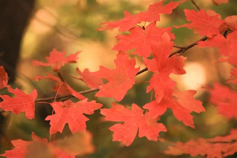 350 Fall Leaves Pictures Hq Download Free Images On Unsplash