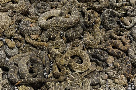 A Thousand Snakes Screaming Rattlesnake Roundups