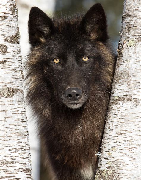 Black Wolf Portrait Photograph By Michelle Lalancette
