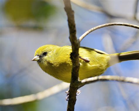 Whats Killing Native Birds In The Mountain Forests Of Kauai Yale E360