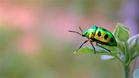 Insects Wallpapers Wallpaper Cave