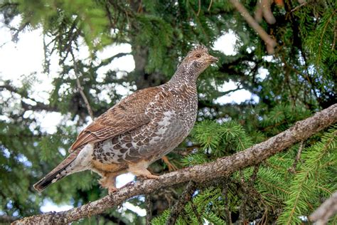 Ruffed Grouse Us National Park Service