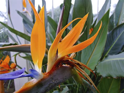 It's a showy plant, which makes it all the more devastating when it runs into trouble. Bird Of Paradise Houseplant Care: How To Grow Bird Of ...