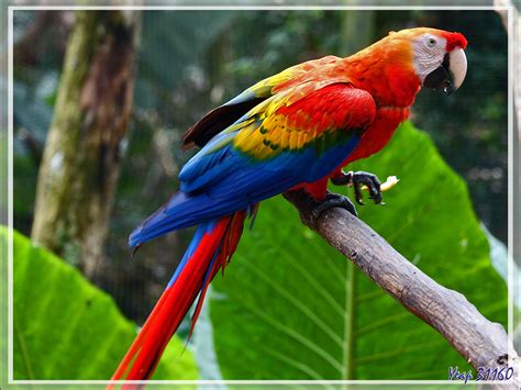 Bal emma mala dir… irassal ma ghilas. Ara rouge, Scarlet Macaw (Ara macao) - Parque das Aves ...