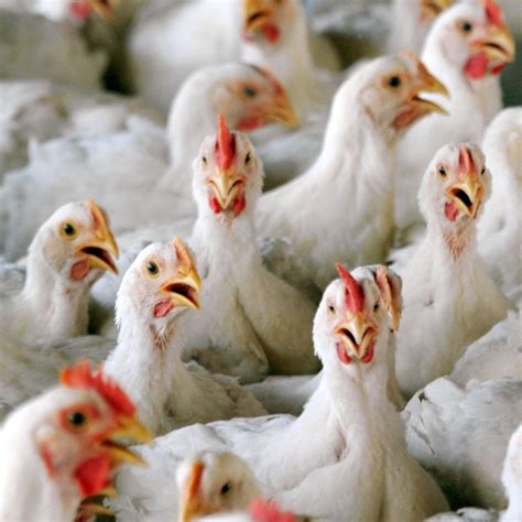 Bird Flu Symptoms In Chickens Uk Bird Flu Higher Oak Farm Avian Influenza Is A Notifiable