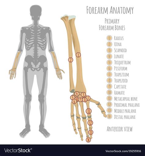Arm Bone Anatomy Vlrengbr