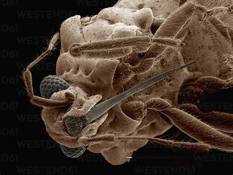 Mouthparts Of Hebridae Bug Hemiptera Lizenzfreies Stockfoto